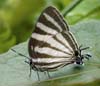 hairstreak